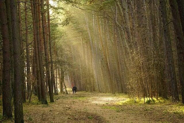 trees, forest, sunlight